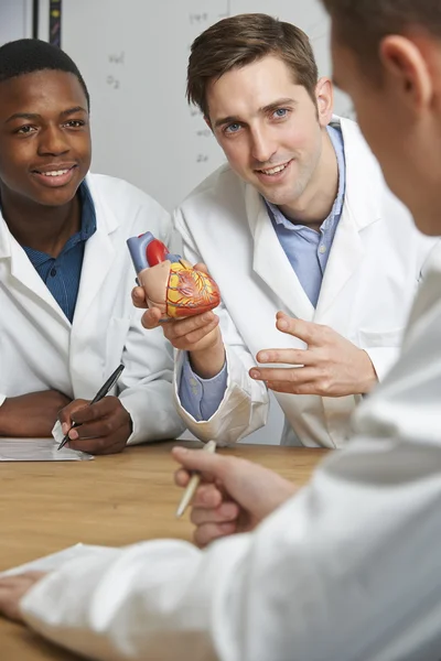 Teacher With Model Of Heart In Biology Class