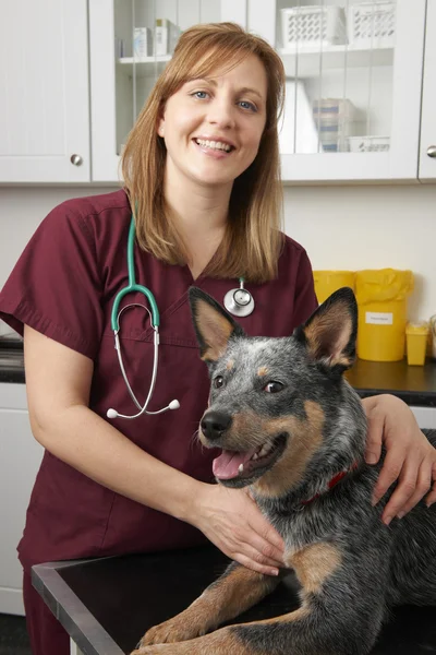 Female Vet Examining Dog In Surgery