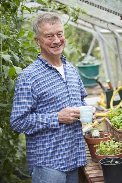 Senior Man In Greenhouse With Hot Drink