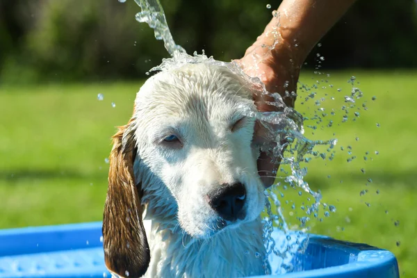 Beagle take a summer bath