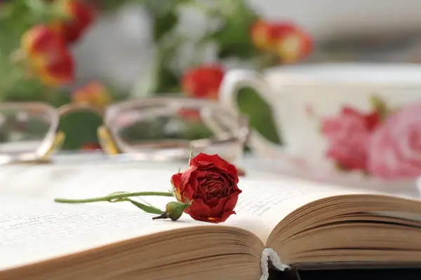 Red rose in open book