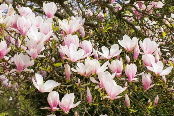 Blooming magnolia flowers in sunny garden or park, springtime