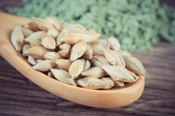 Vintage photo, Closeup of barley grain on spoon and young powder barley in background, body detox