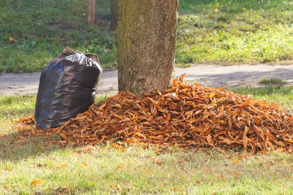 Heap of orange leaves and garbage bag in autumn park