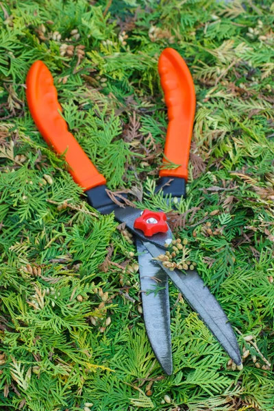 Gardening tool to trim bushes, seasonal trimmed bushes