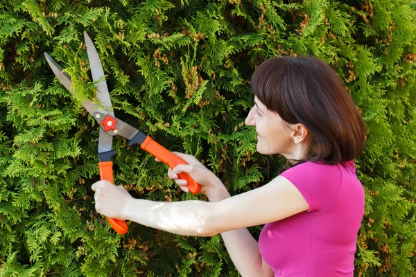 Woman uses gardening tool to trim bushes, seasonal trimmed bushes