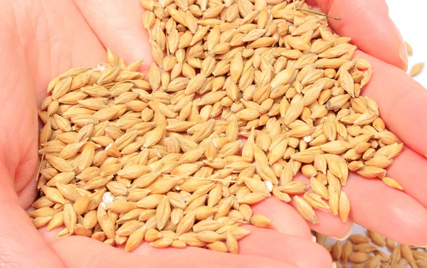 Barley grain in hand of woman. White background