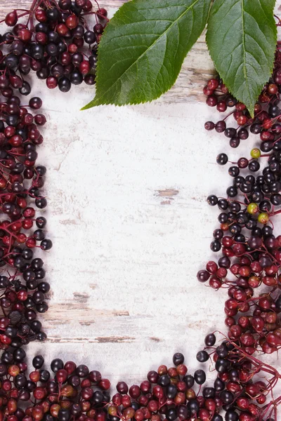 Frame of autumn fresh elderberry with leaf and copy space for text