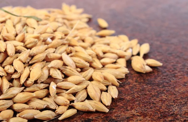 Heap of barley grain