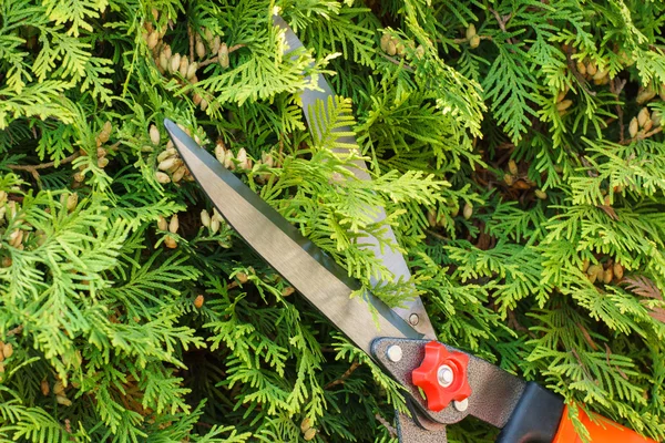 Hands of woman uses gardening tool to trim bushes