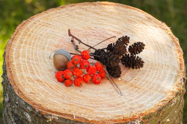 Red autumn rowan and alder cone on wooden stump in garden