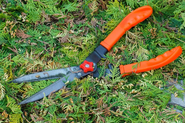 Gardening tool to trim bushes, seasonal trimmed bushes
