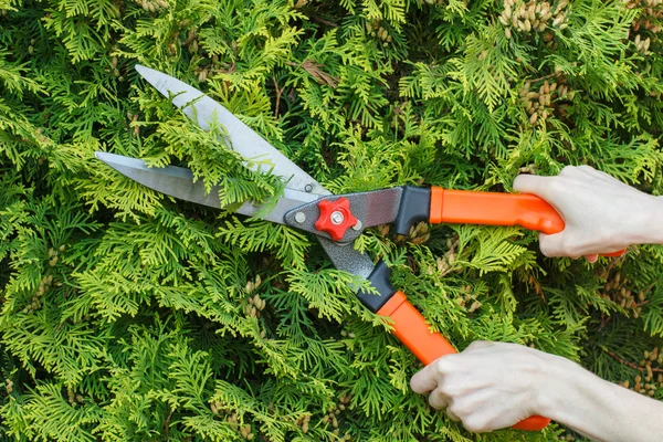 Hands of woman uses gardening tool to trim bushes