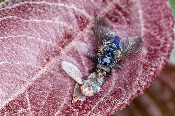 Macro shot of a house fly (Blue Bottle Fly)