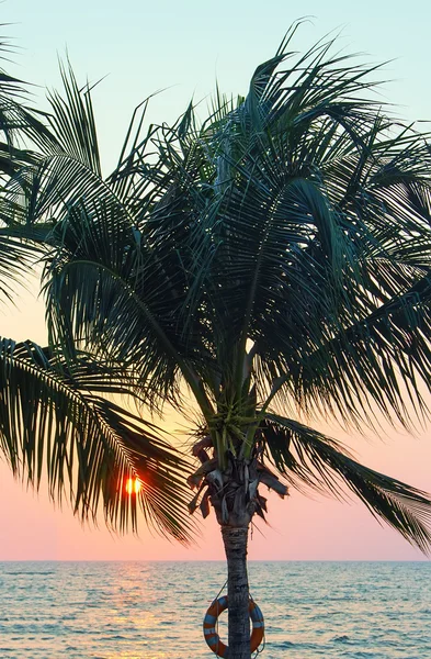 Palm sun sea sunset