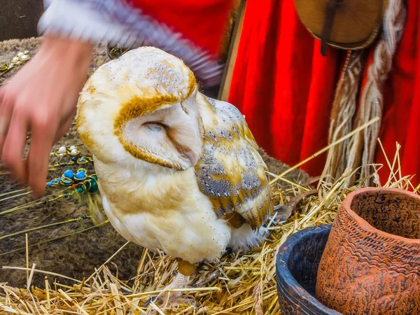 Barn Owl close-up of captive bird