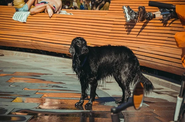 Black wet dog in park