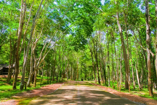 Trees in a green forest,Competition of pine trees To sunlight ne