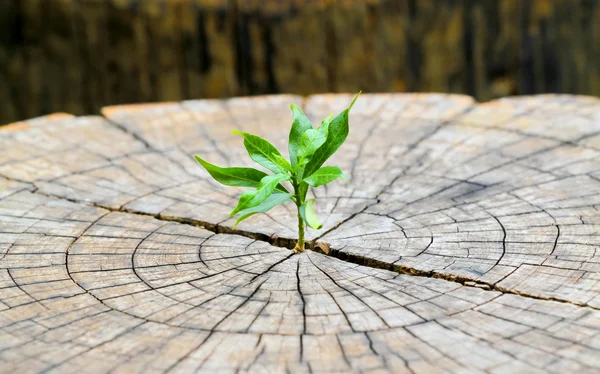 Strong seedling growing in the center trunk from a dead tree stu