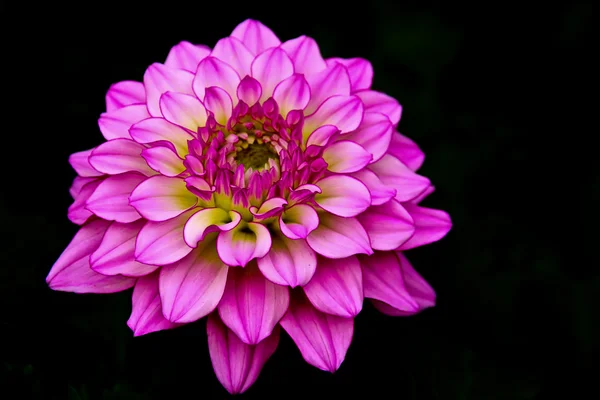 Pink dahlia flower isolated on black