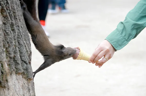 Help and sharing concept human hand give ice cream to Squirrel.