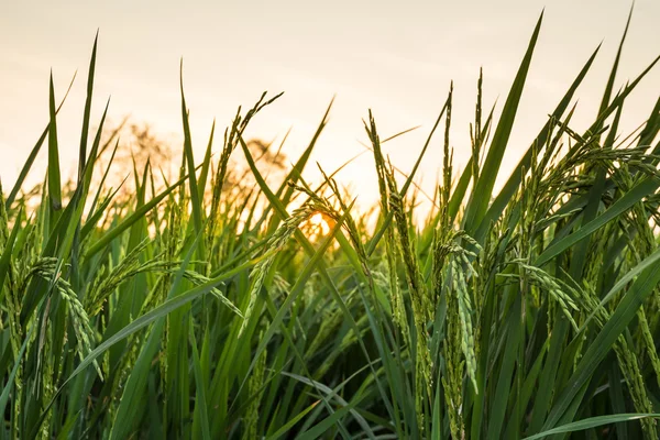 Green ear of rice in paddy rice field at sunset