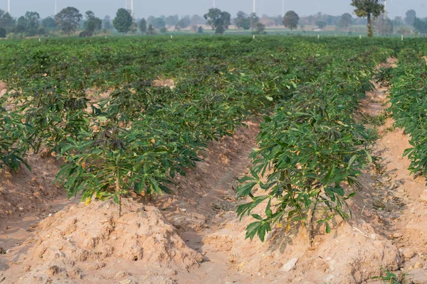 Row of cassava plantation