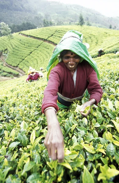 Tea plantation in the town of Nuwara Eliya