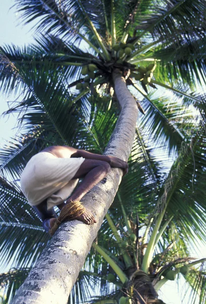 A coconut plantation at the coast of Hikaduwa