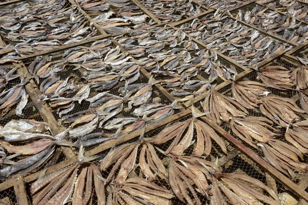 ASIA MYANMAR MYEIK DRY FISH PRODUCTION