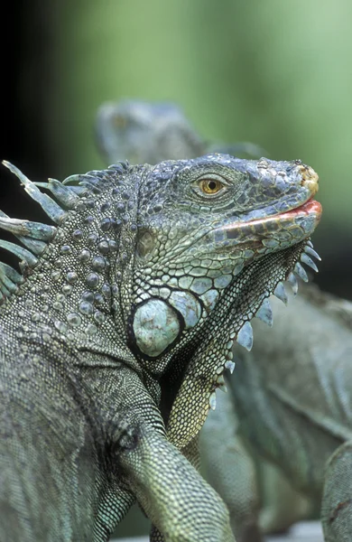 Green dragon in the city of Singapore