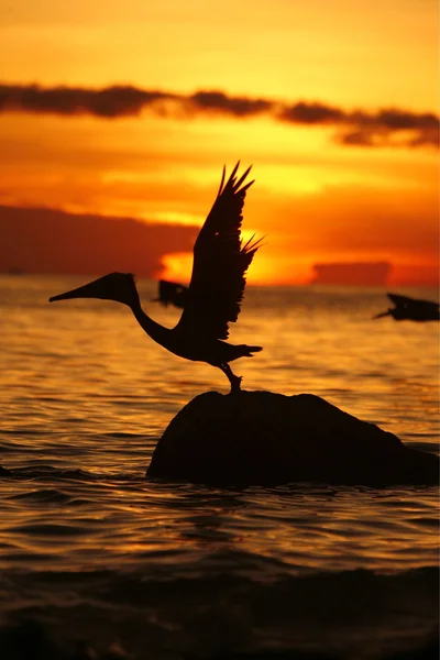 Pelican on a beach at the village