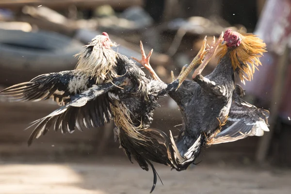 Cock fight training in the Village of Sangkhlaburi
