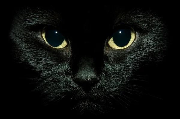 Black cat isolated on black