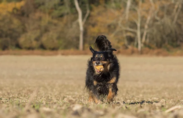 Dog playing with a corn cob