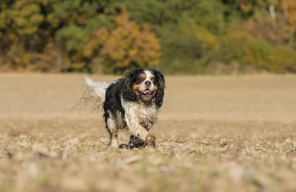Running Cavalier King Charles dog