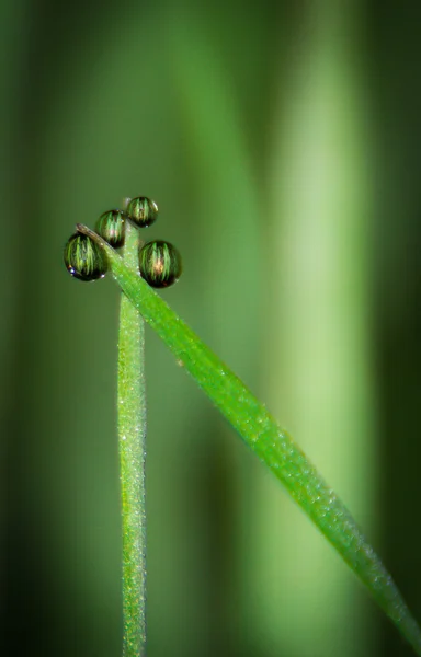 Raindrops