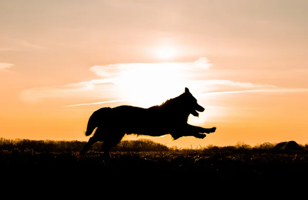 Dog Silhouette