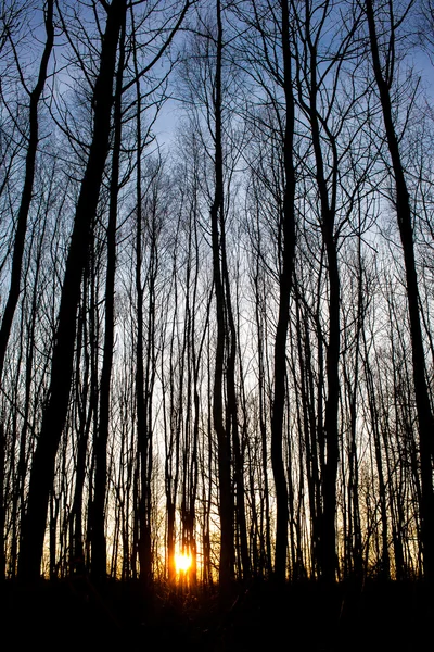 Forest Silhouette in Sunset
