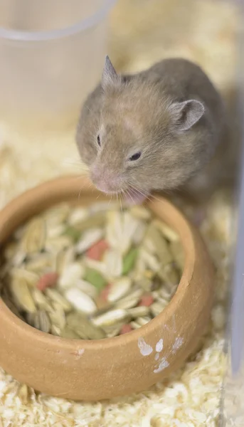 Hamster eating