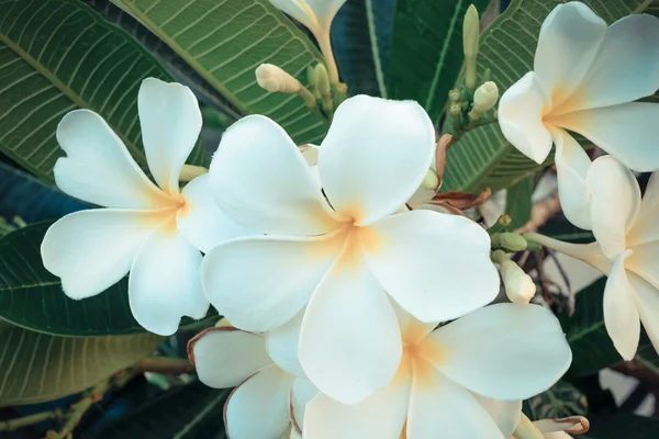 Beautiful white flower