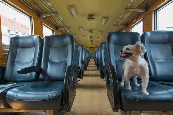 Dog travel by train