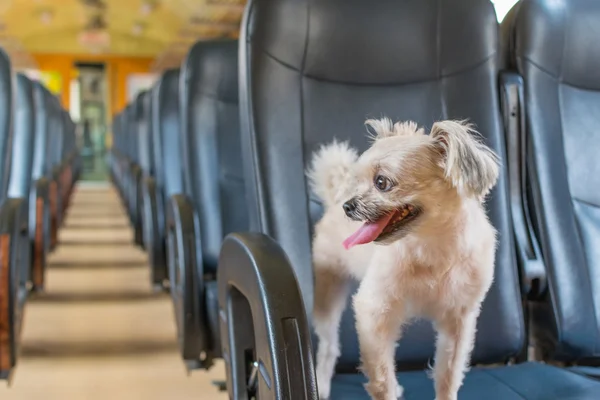 Dog travel by train