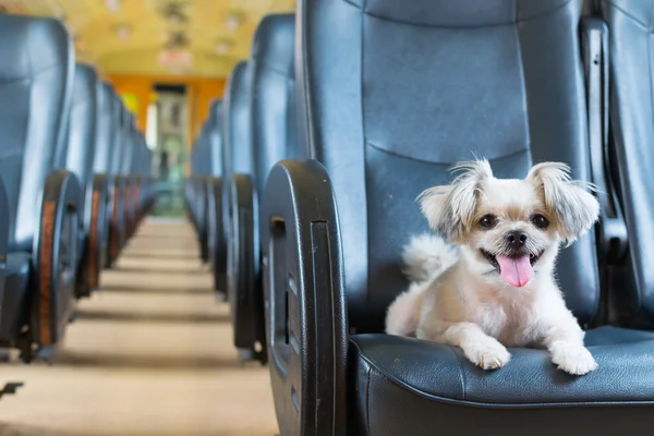 Dog travel by train
