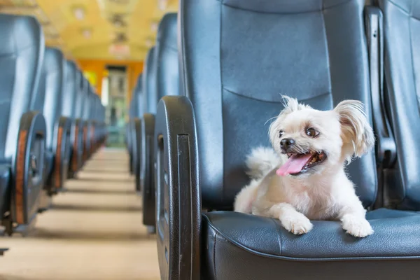 Dog travel by train