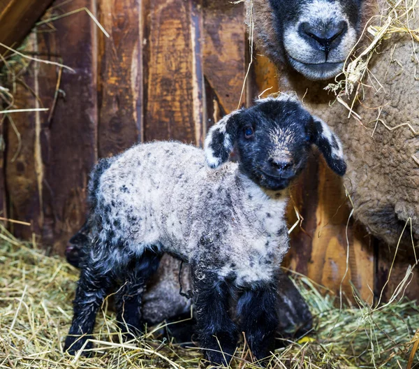 Cute little lamb with mother sheep