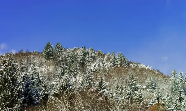 Beautiful slope of hill with winter trees in snow