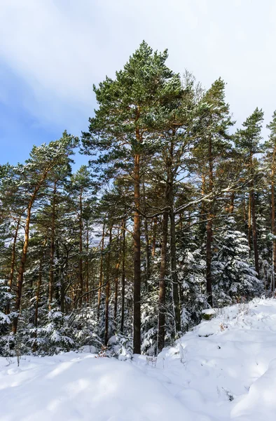 Beautiful snowy forest landscape, season concept