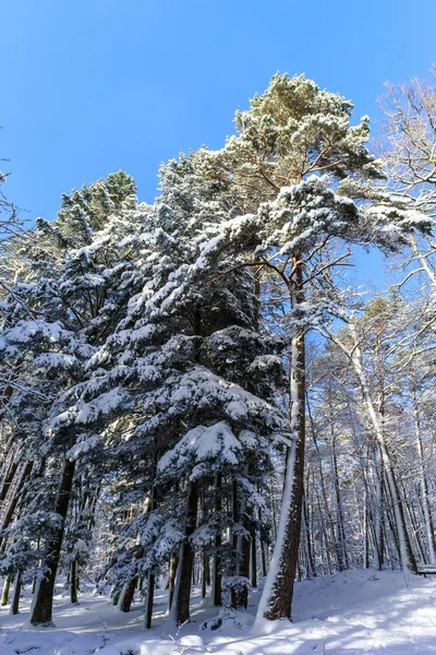 Beautiful snowy forest landscape, season concept