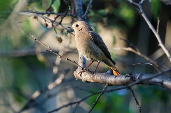 The bird sitting on the branch